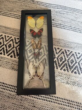 Framed Butterfly Shadowbox - Multicolor Specimen Display